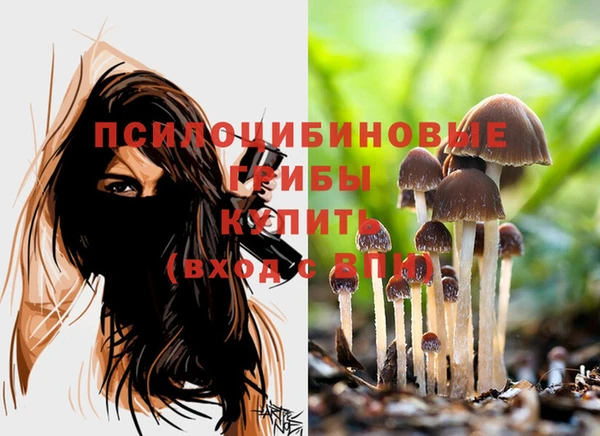 индика Беломорск